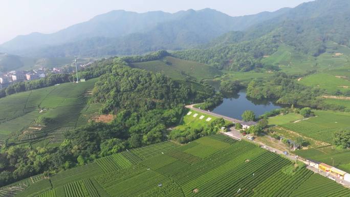 杭州龙坞茶园 茶山 茶田