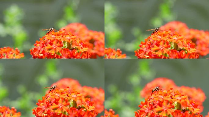 近距离4K视频的食蚜蝇在植物在自然界