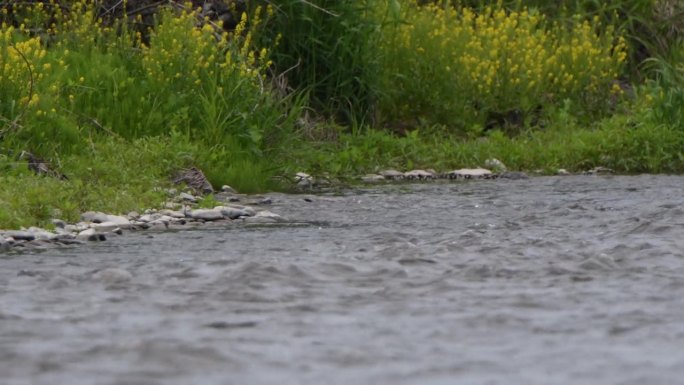 普通秋沙鸭家族在北海道的一条河里游泳。
