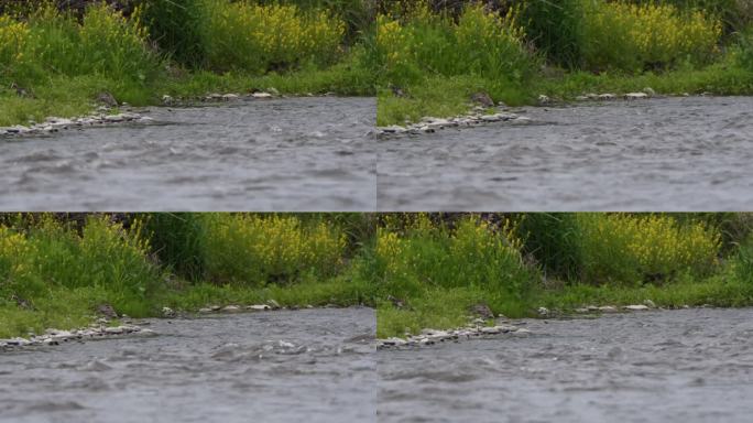 普通秋沙鸭家族在北海道的一条河里游泳。