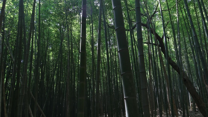 虞山 竹林