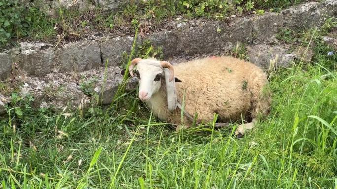 羊躺在老石墙附近的草地上。