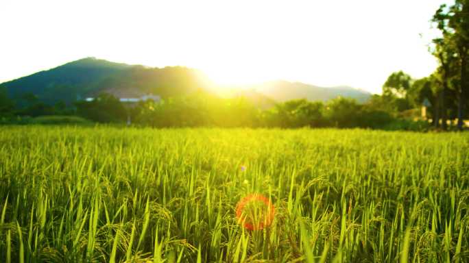 乡村振兴稻田水稻丰收