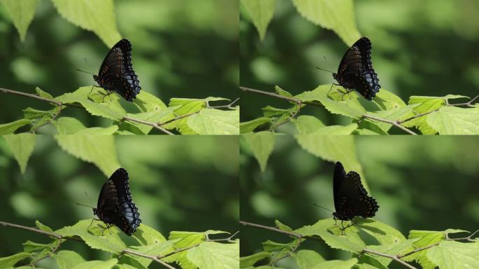 五颜六色的蝴蝶，马里兰州:管藤燕尾