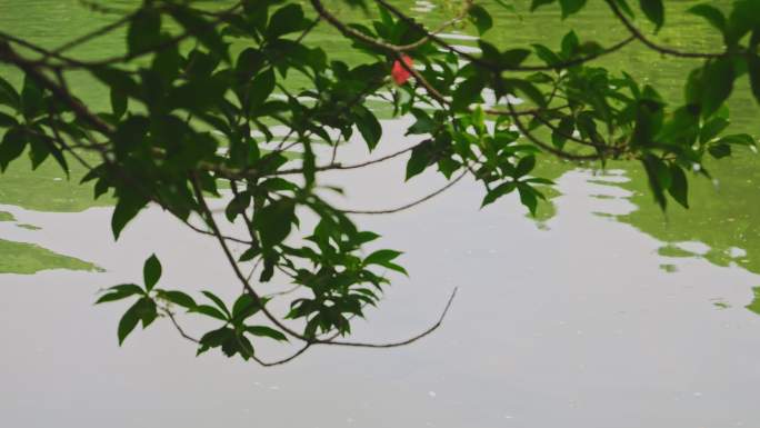 湖畔树叶植物空镜