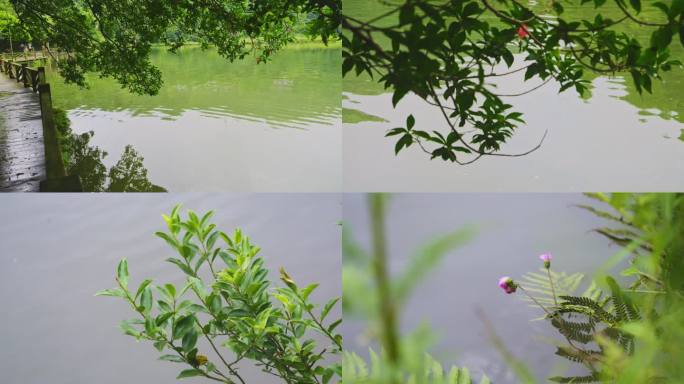 湖畔树叶植物空镜