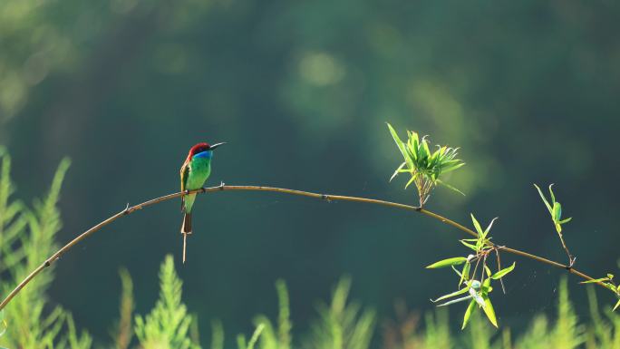蓝喉蜂虎  中国最美小鸟