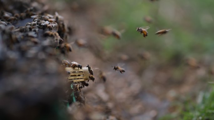 养蜂场蜂箱上密密麻麻的蜜蜂飞舞慢镜头