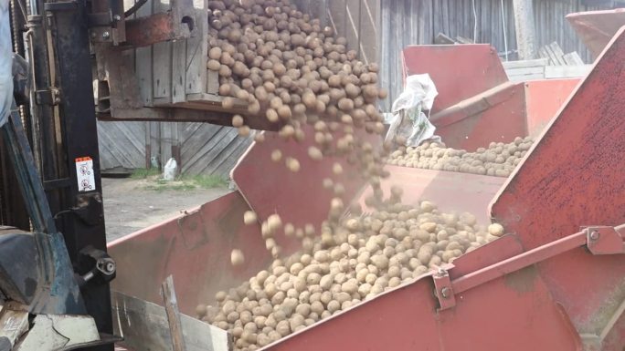 农民把土豆从盒子里倒出来，填满播种机的漏斗。