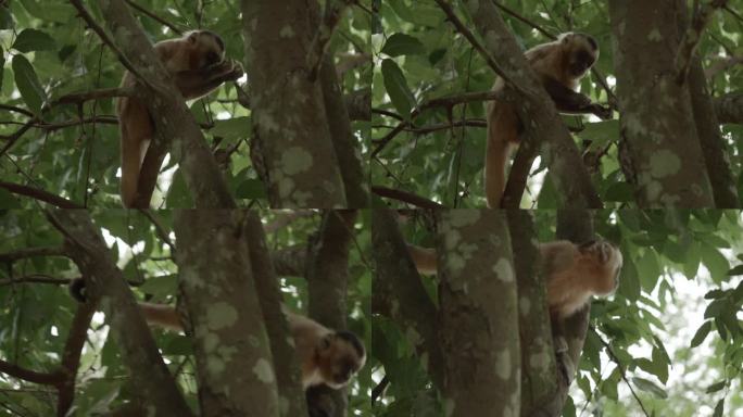 在树上的卷尾猴正在吃东西和走动