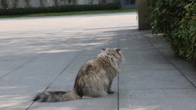 宠物猫金吉拉