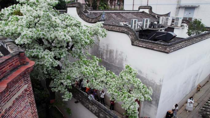 福州三坊七巷古建筑与流苏树航拍城市宣传片