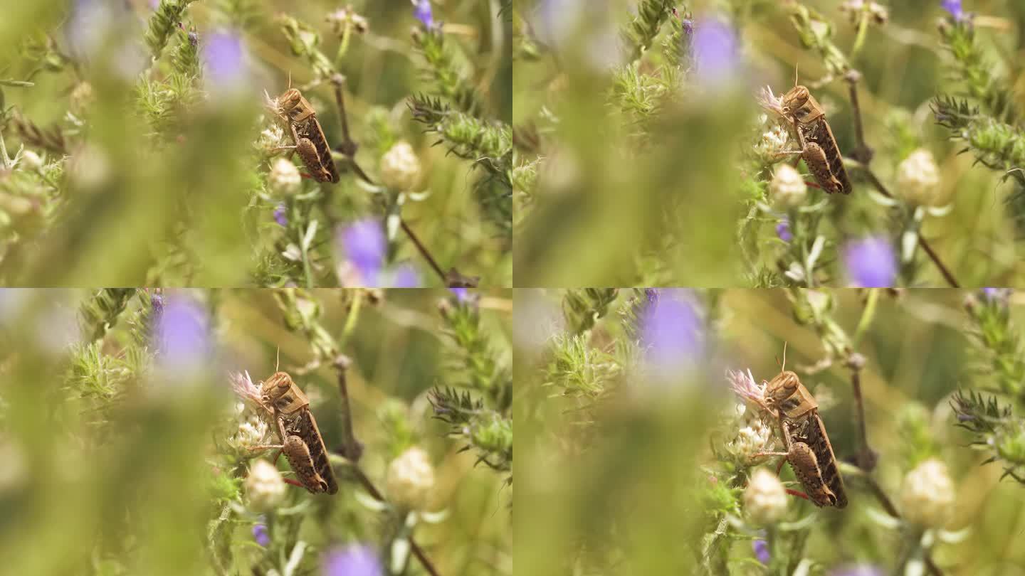 蚱蜢在夏天吃一朵花
