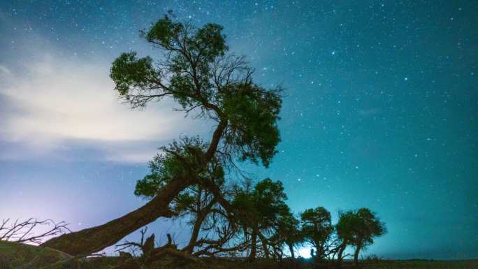 内蒙古额济纳旗胡杨林星空