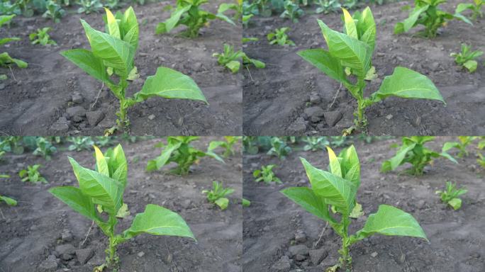 嫩绿的烟草种植在花园的田地里。烟草种植园内生长的烟叶作物。在农田里生长的大叶子植物种植园。4K 25