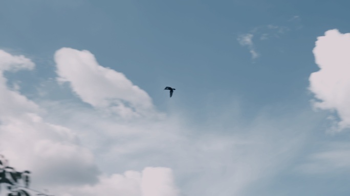 【4K】乌鸦飞翔天空