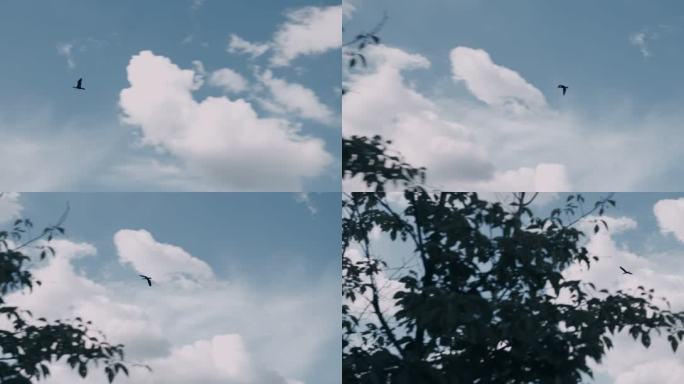 【4K】乌鸦飞翔天空