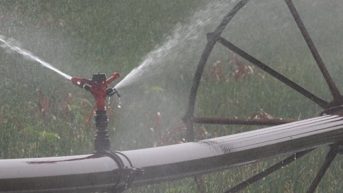 在炎热的夏日里，灌溉轮式洒水器在给葱园浇水