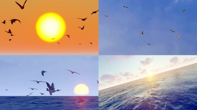 和谐大自然海鸥自由飞翔慢动作