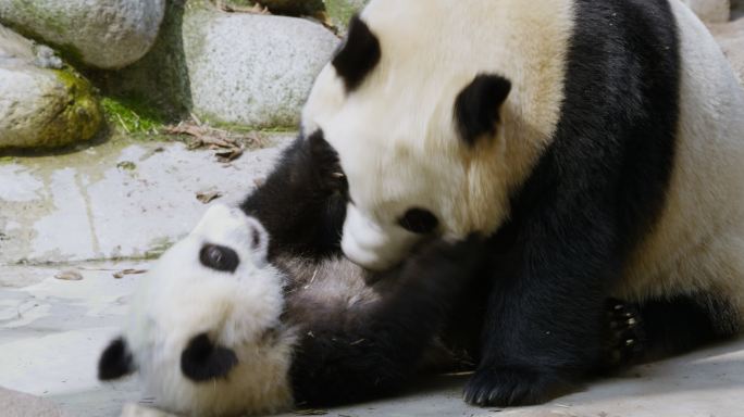 大熊猫妈妈和宝宝一起玩耍