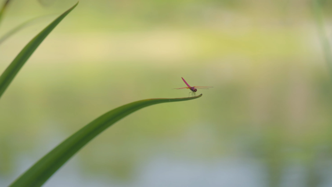 湖边的蝴蝶 蜻蜓 昆虫