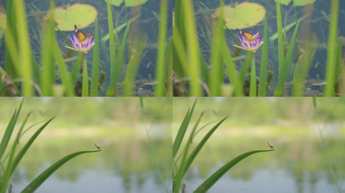 湖边的蝴蝶 蜻蜓 昆虫