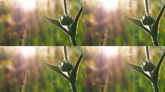 背景视频-一个小多刺的绿色花在日落的田野