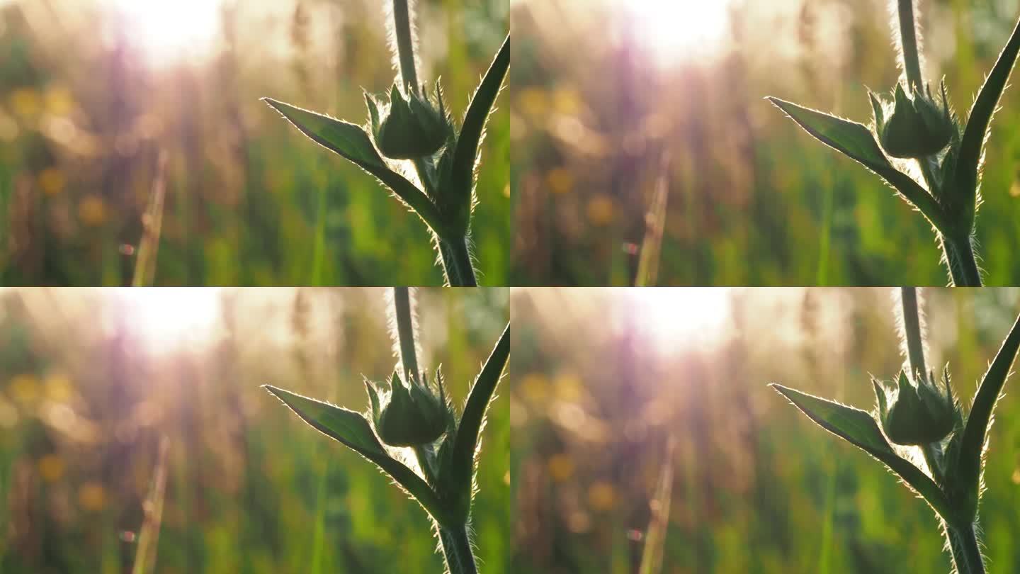 背景视频-一个小多刺的绿色花在日落的田野