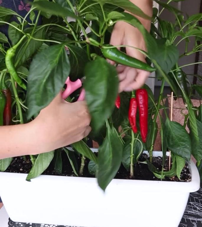 一位妇女用剪刀剪下灌木上成熟的辣椒果实。在锅里种植的辣椒。果实是绿色和红色的。垂直视频。
