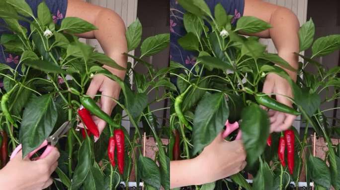 一位妇女用剪刀剪下灌木上成熟的辣椒果实。在锅里种植的辣椒。果实是绿色和红色的。垂直视频。