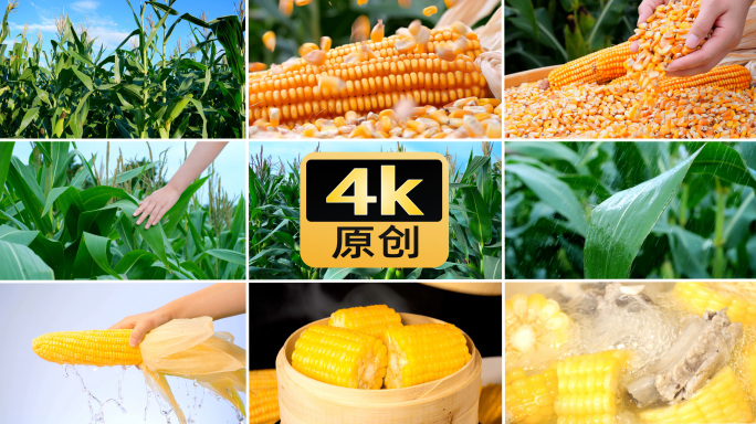 玉米丰收谷物种植玉米排骨