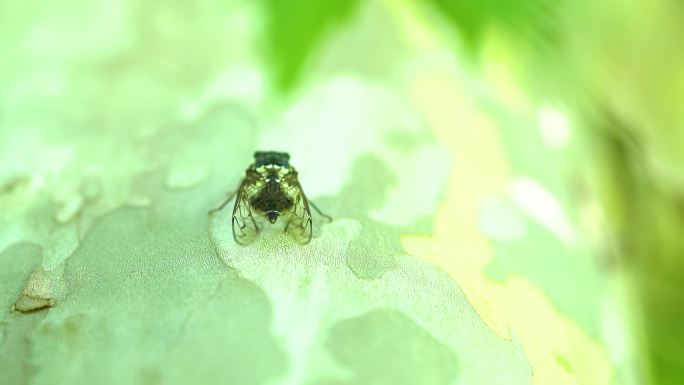 夏天 阳光穿透树叶 小清新