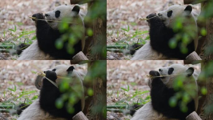 吃竹子的大熊猫特写镜头