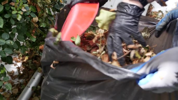 特写:戴着手套的女人手拿着一束叶子，拿着一个垃圾袋，堆着干燥的树叶。温室里的园丁把干枯和凋落的花叶装