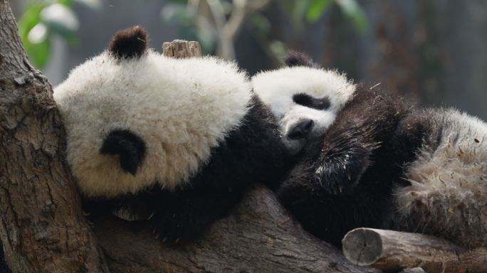 两只可爱大熊猫宝宝在睡觉