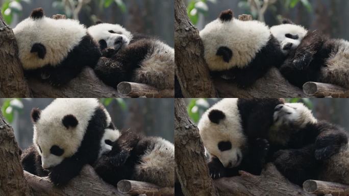 两只可爱大熊猫宝宝在睡觉
