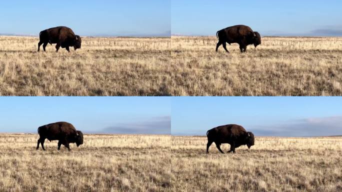 美国野牛，水牛，犹他州