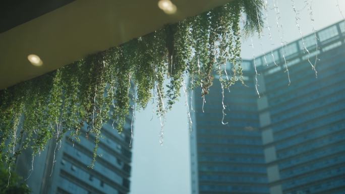 房檐上的植物