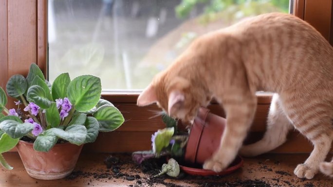 窗户上的一只红色小猫打碎了一棵室内植物。顽皮顽皮的猫。家里的宠物问题。被宠物砸烂的室内植物