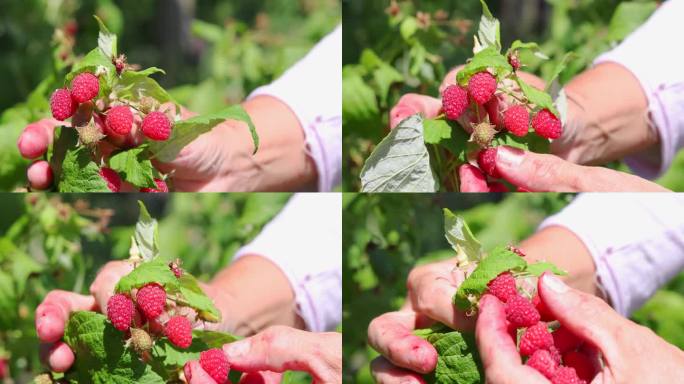 在果园里摘树莓，慢镜头