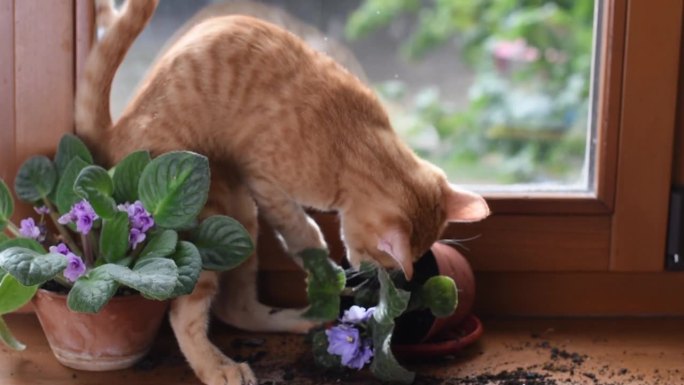 窗户上的一只红色小猫打碎了一棵室内植物。顽皮顽皮的猫。家里的宠物问题。被宠物砸烂的室内植物