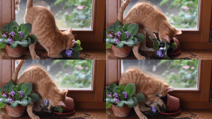 窗户上的一只红色小猫打碎了一棵室内植物。顽皮顽皮的猫。家里的宠物问题。被宠物砸烂的室内植物