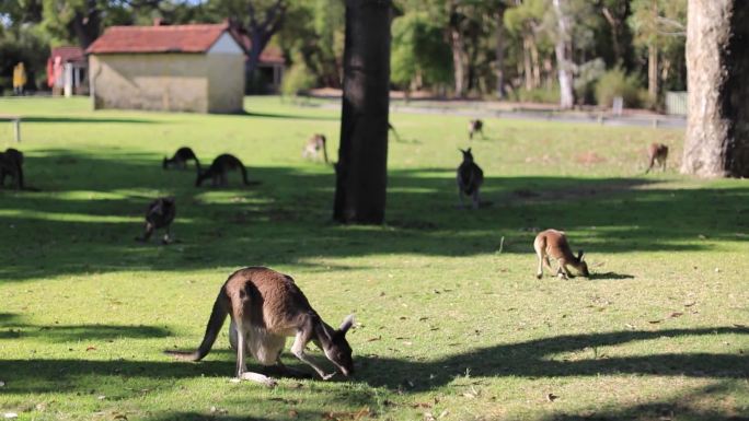 袋鼠 母爱 澳大利亚扬切普国家公园