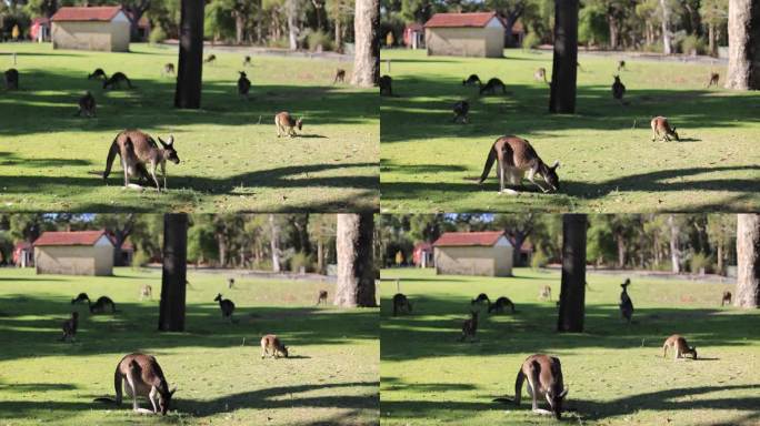 袋鼠 母爱 澳大利亚扬切普国家公园