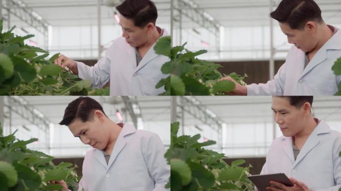 一位男性植物学家用笔记本电脑检查温室里草莓的种植情况