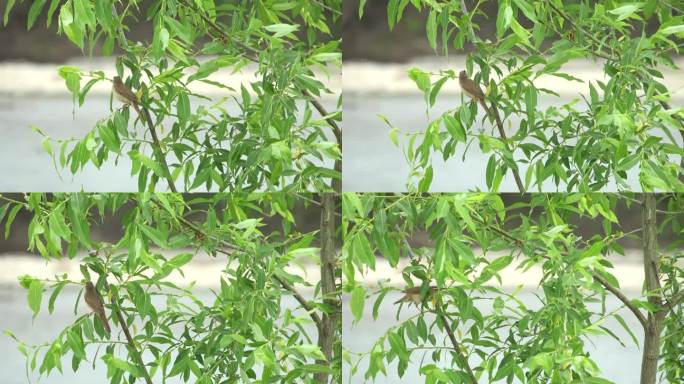 栖息在北海道树枝上的黑眉苇莺。