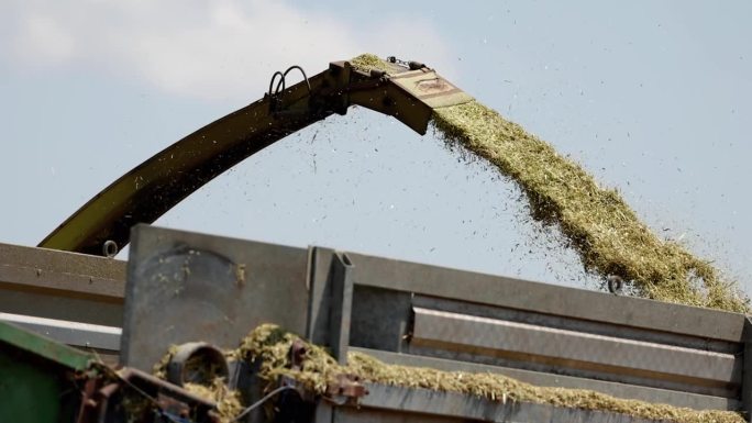 意大利的农业活动:拖拉机谷物田脱粒