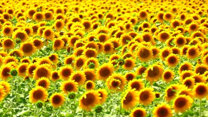 背景——阳光明媚的一天，太阳花在风中摇曳