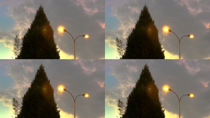 树木在夕阳和街灯的映衬下摇曳