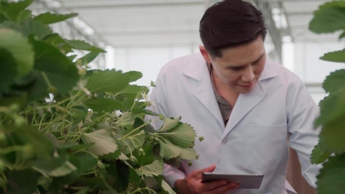 一位男性植物学家用笔记本电脑检查温室里草莓的种植情况